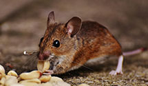 24 Hour & Emergency Exterminators in Burke City, MO